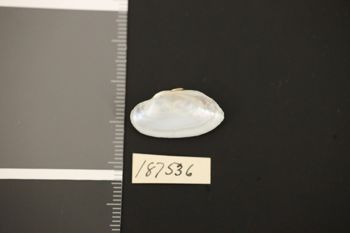 Media type: image;   Malacology 187536 Description: Preserved specimen.;